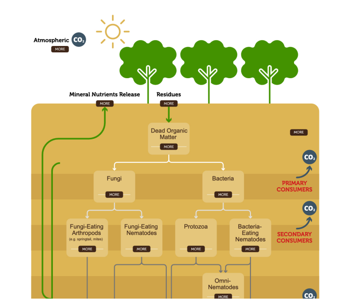 eKonomics Carbon Cycle Infographic - suppport